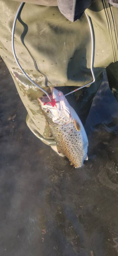 Fangst